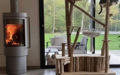 Accueillir un chat : les essentiels pour son bonheur