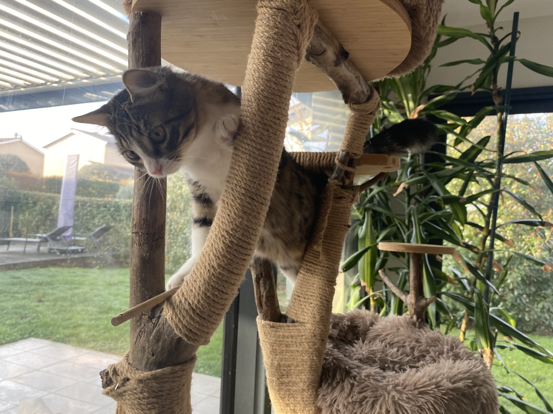 Arbre à chat design en bois et tronc naturel avec chat tigré sur une plateforme, fabrication artisanale française.