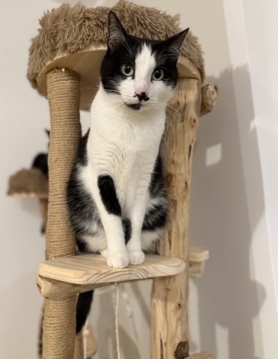 un gros chat noir et blanc profitant d'un arbre à chat Ch'adore design en bois avec plateformes en bois clair, panière douillette blanche et griffoirs en corde de sisal.