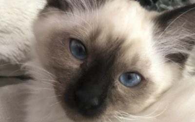 Comprendre le langage corporel de votre chat : le guide essentiel