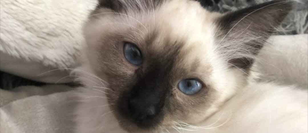 Chaton Sacré de Birmanie aux yeux bleus, installé confortablement sur un coussin beige d'un arbre à chat design en bois.