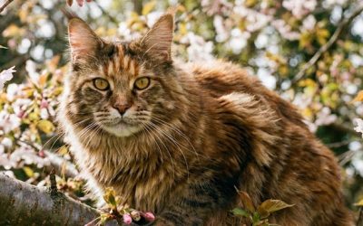 Pourquoi un arbre à chat adapté est indispensable pour votre Maine Coon ?