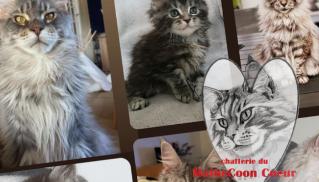 CH'adore Bannière Maine Coon Coeur arbre a chat décoratif design bois lyon Ch'adore arbre à chat décoratif en bois partenaire de Maine coon coeur