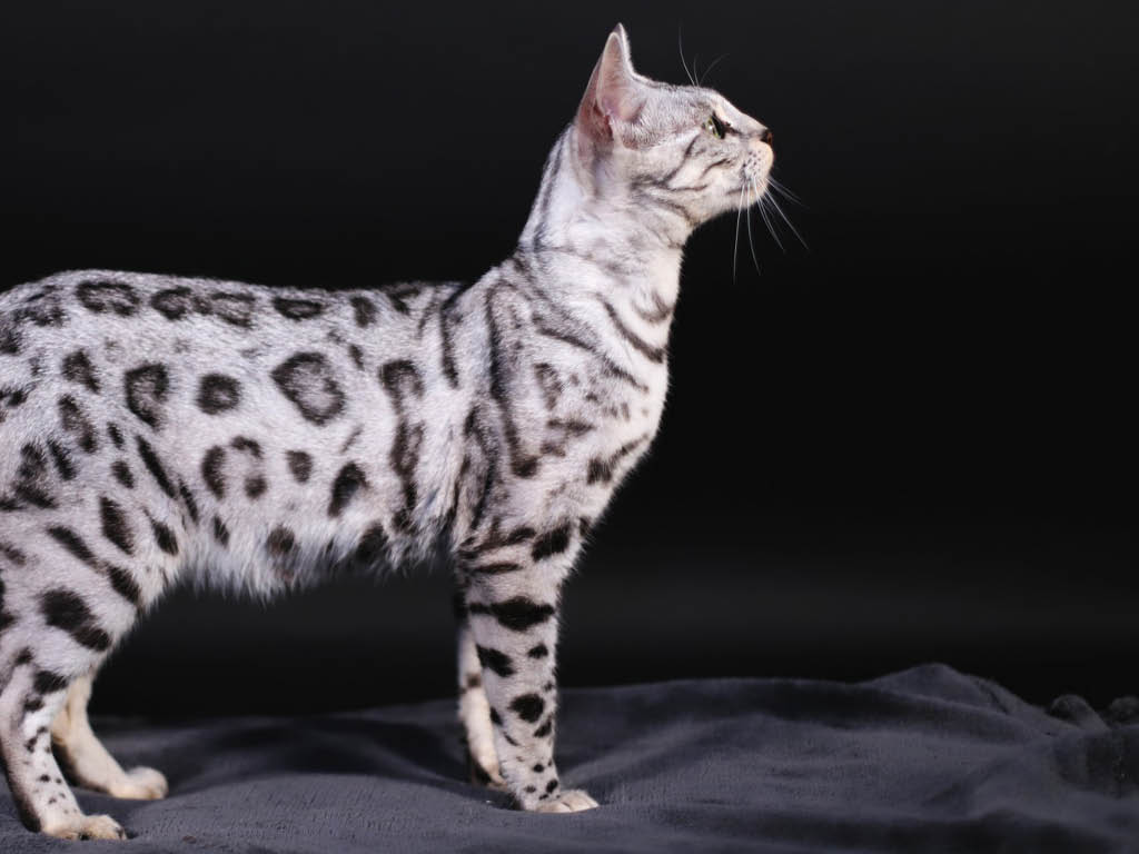 Bengal élevage Pierre D'or partenaire de Ch'adore arbre à chat décoratif, design en bois pour Bengal
