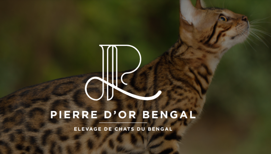 CH'ADore arbre à chat design en bois décoratif et PIERRE d' or bengal Ch'adore arbre à chat design en bois est partenaire de Pierre d'Or Bengal