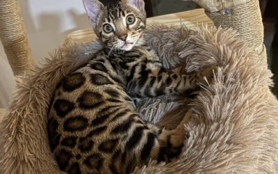 Le Bengal, petit léopard de salon !