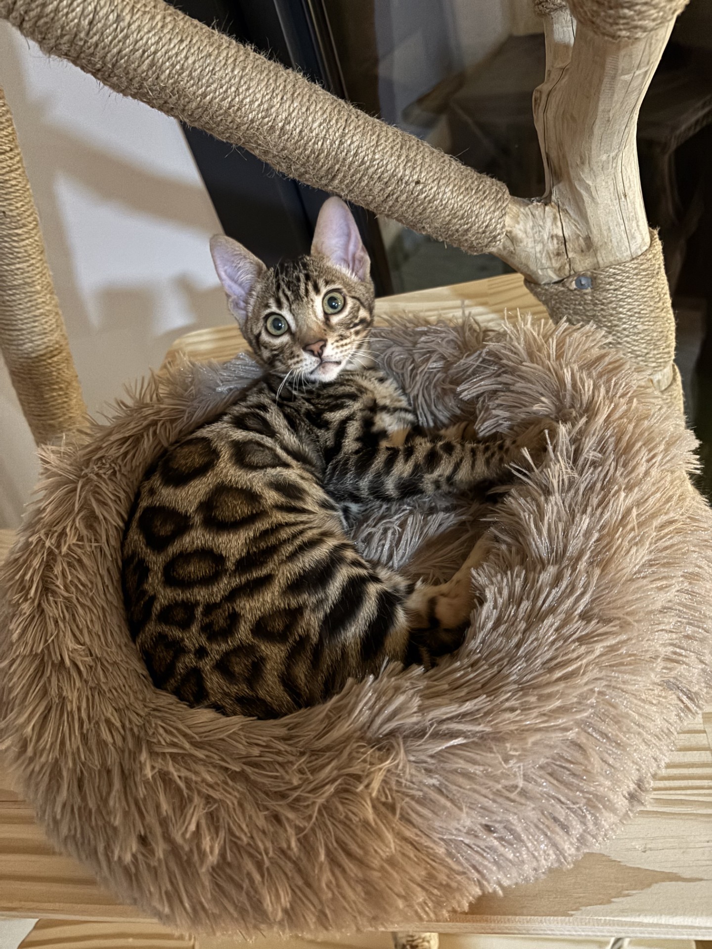 Chaton Bengal dans arbre à chat Ch'adore décoratif et design en bois naturel 