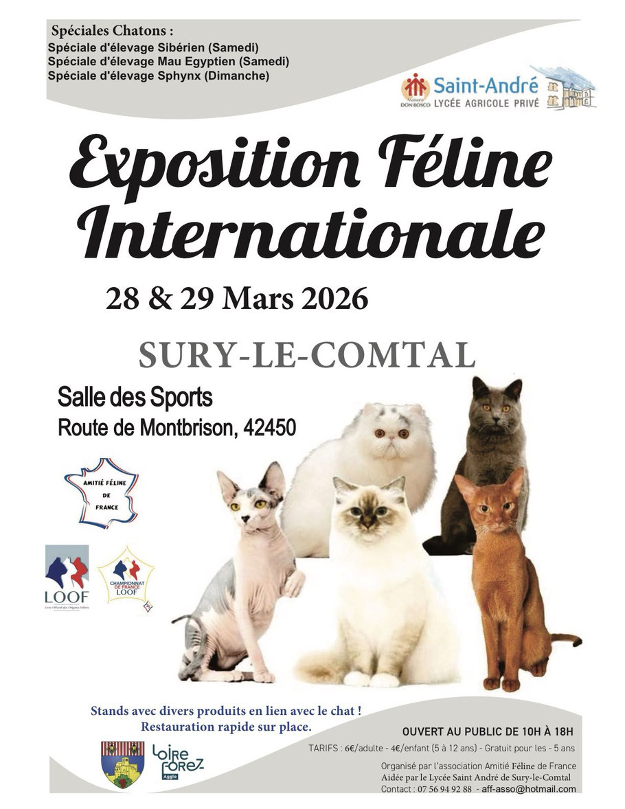 Chadore arbre à chat design en bois sera à l'Expostion-feline-Internationale-SURY-LE-COMTAL-Siberien-Mau-Egyptien-Shynx
