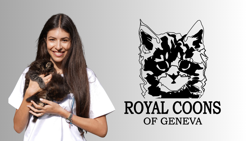 Royalcoon of geneva partenaire ch'adore arbre à chat en bois design maine coon Ch'adore arbre à chat pour maine coon en bois design est partenaire de la Chatterie Royal coons of geneva