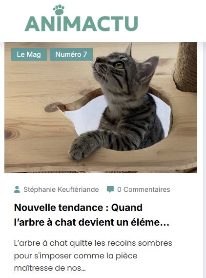 ch'adore arbre à chat design en bois décoratif maine coon bengal ragdoll norvégien sibérien british persan angora bleu russe animactu article de presse sur Ch'adore Arbre à chat design décoratif