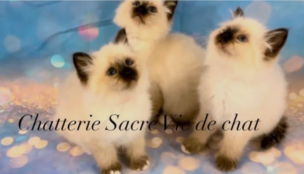 Chatterie Sacré de vie partenaire CH'Adore Arbre à chat design en bois solide et stable Ch'adore arbre à chat sacré de Birmanie est partenaire de la chatterie de Sacré vie de chat pour ses arbres à birman stable, lourd, durable, sur mesure, artisanal, de qualité, solide, luxe, premium