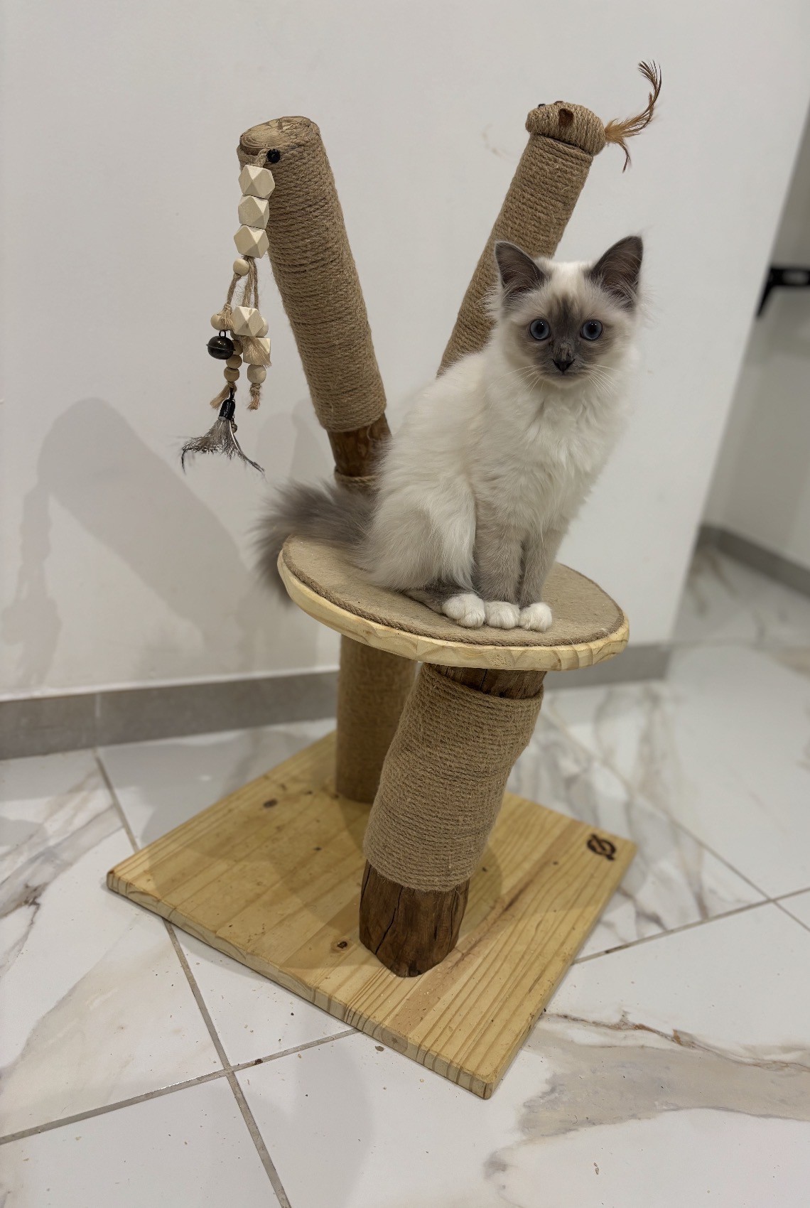 Arbre à Chaton Sacré de Birmanie CH'ADORE Lyon Artisanal, bois, Tronc d'ARbre, Chatterie Sacré Vie de chat Birman Nurserie 