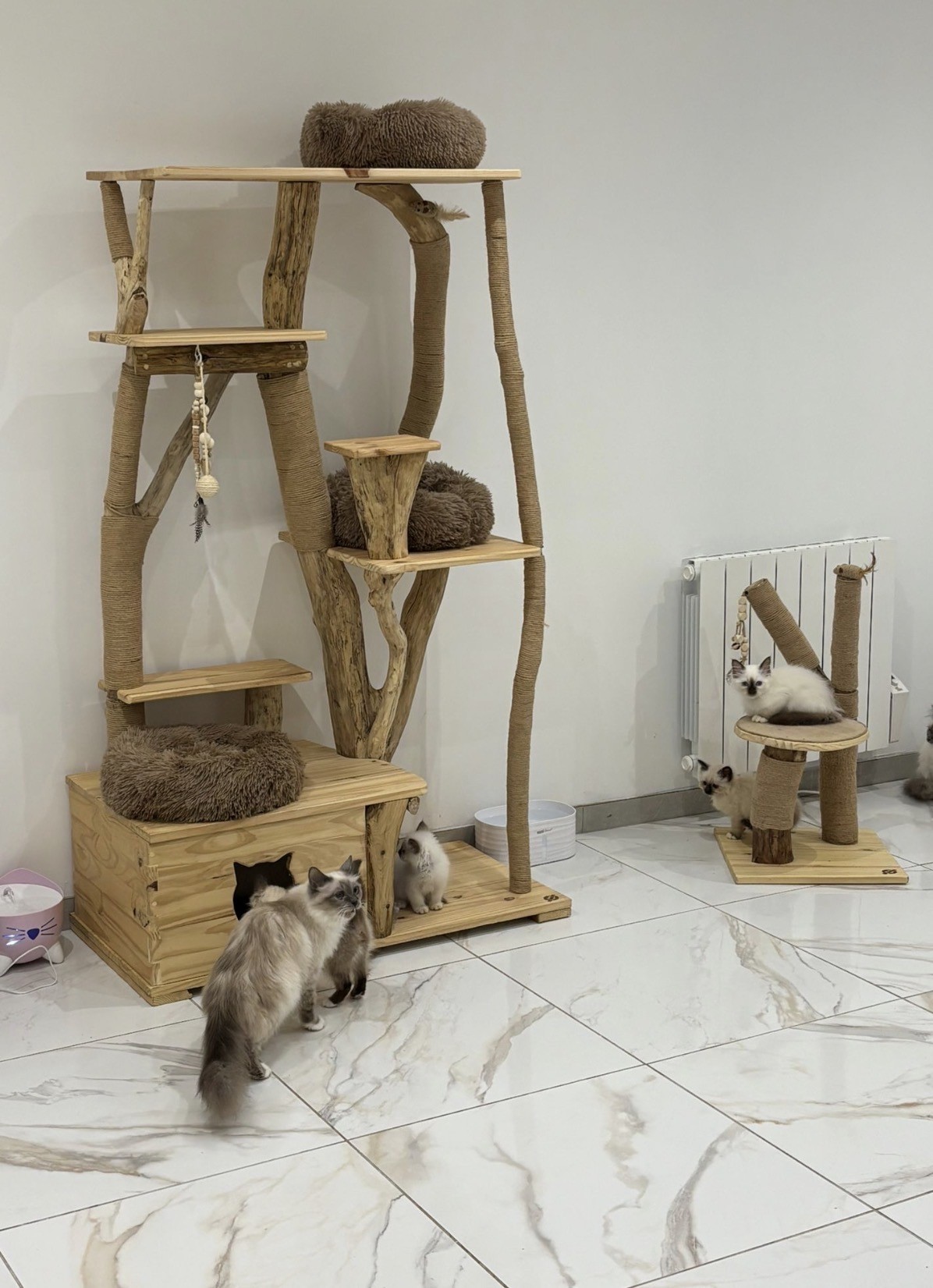 Arbre à chat Persan CH'ADORE en bois tronc d'arbre Design Artisanal Unique Solide Durable Stable Lyon Paris France Suisse Belgique