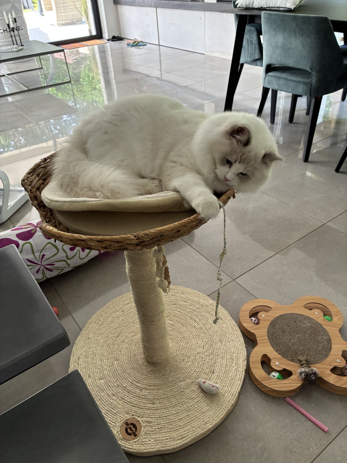 CH'ADORE Arbre à chat Ragdoll Bois Design Tronc d'Arbre Artisanal Unique Fait Main Durable Qualité Stable n°29