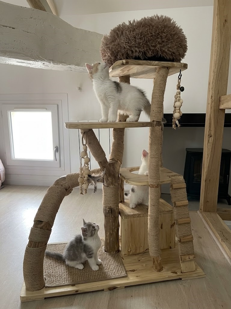 un arbre à chatons Ch'ADORE en bois design durable lourd stable décoratif parfaitement adapté à la nurseries des chatteries, luxe Lyon