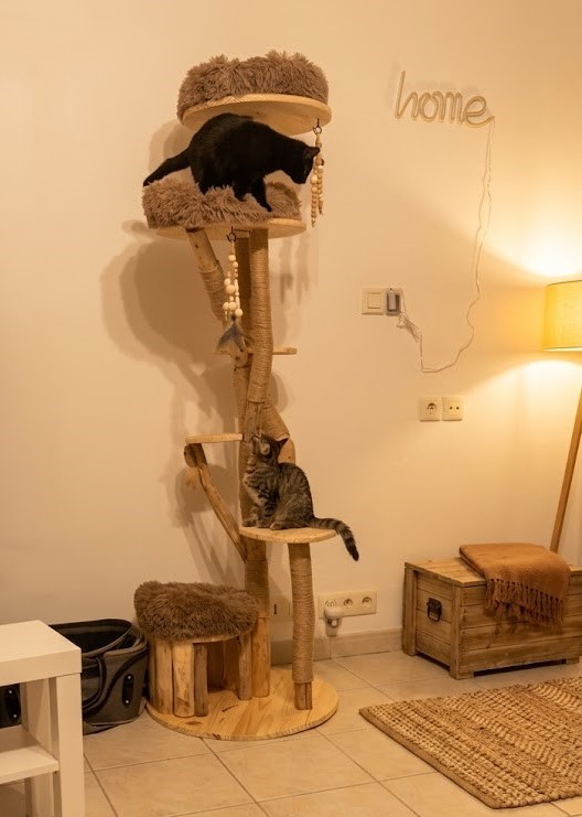 2 chats sur un arbre à chat Ch'ADORE en bois design durable lourd stable décoratif luxe Lyon