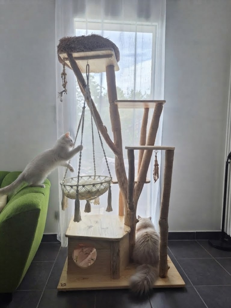 Chat British sur arbre à chat CH'ADORE design en bois . Création unique artisanal sur mesure