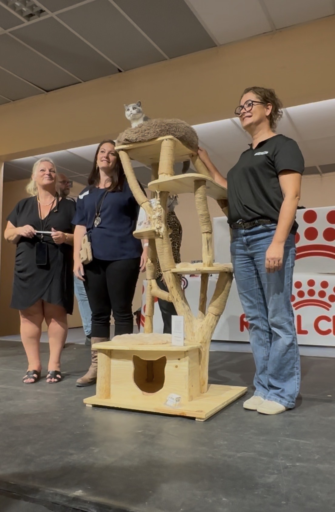 Arbre à chat CH'ADORE n°51 remporté par le Suprême des Suprêmes à l'exposition féline de Tarare